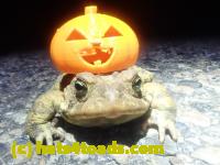 /home//u458753944/public_html/sourcegallery/////Roxborough Toad Detour/2024/2024-03-15/P3151337.JPG